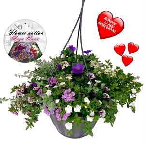 Afbeelding van HP37 Mega pot  Mix Super mix pot